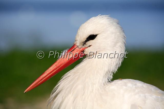 ciconia ciconia.JPG - Cigogne blanche occidentale Ciconia ciconiaWhite StorkCiconiidésLituanie